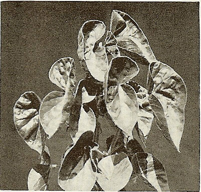 B. ‘Dorothy Grant’